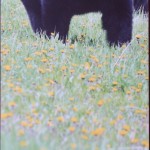 Black Bear