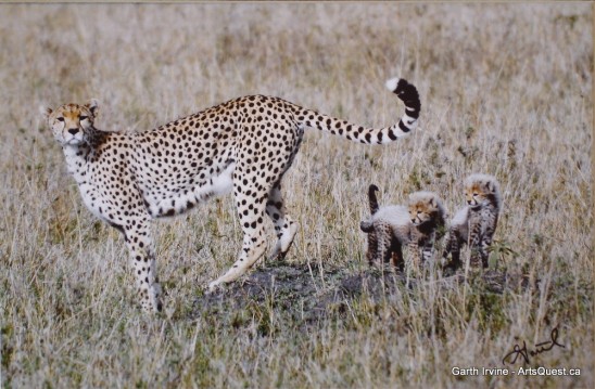 arts-quest-garth-irvine-cheetah-family