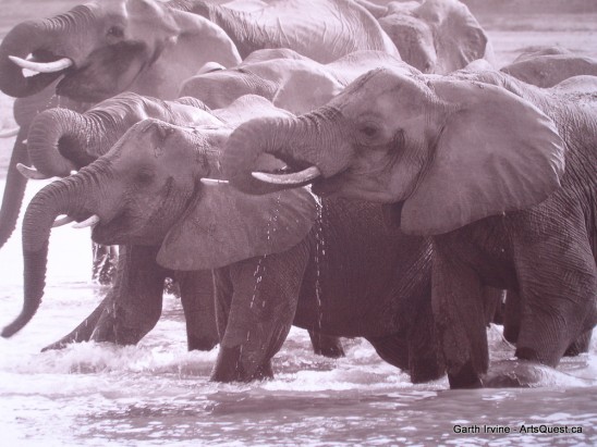 arts-quest-garth-irvine-elephants