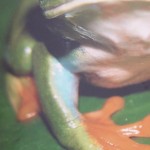 Red Eyed Tree Frog