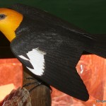 "Yellow-headed blackbird"