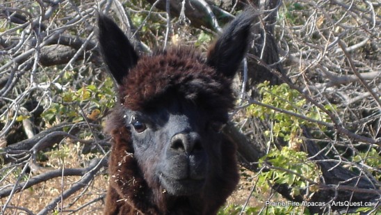 Prairie Fire Alpacas Prairie Fire Alpacas