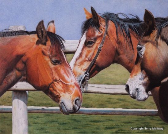 Coloured Pencil Artist Terry Mellway Delights in the Details Coloured Pencil Artist Terry Mellway Delights in the Details