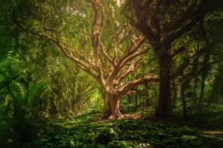 The Mentor (download)