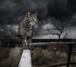 The Cat Walk