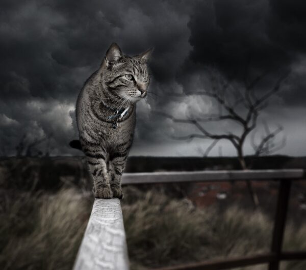 The Cat Walk
